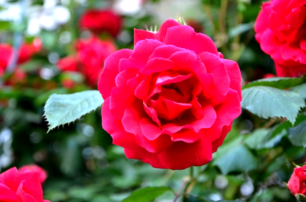 Roses of Manali Speechless, cant Describe in words their beauty